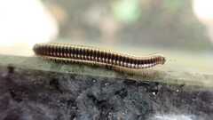 Ommatoiulus sabulosus