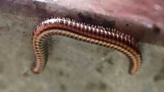 Ommatoiulus sabulosus