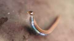 Ommatoiulus sabulosus