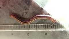 Ommatoiulus sabulosus