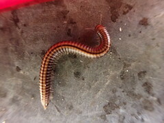 Ommatoiulus sabulosus