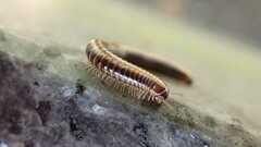 Ommatoiulus sabulosus