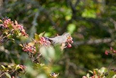 Viburnum cassinoides image