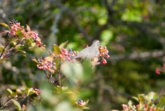 Viburnum cassinoides image