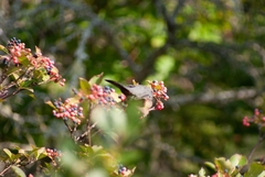 Viburnum cassinoides image