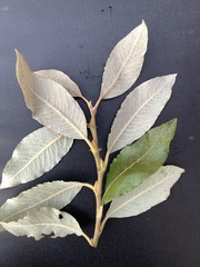 Salix hookeriana