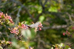 Viburnum cassinoides image