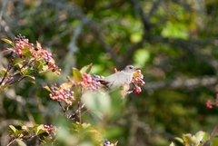 Viburnum cassinoides image