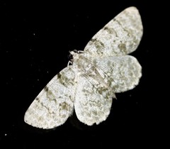 Dyscheralcis crimnodes