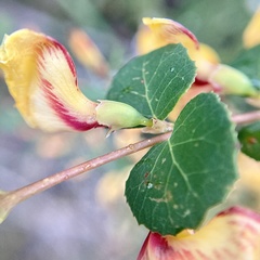 Bossiaea webbii