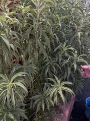 Helianthus maximiliani