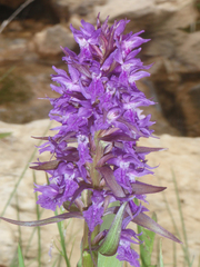 Dactylorhiza urvilleana