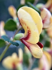Bossiaea webbii