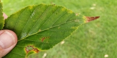 Aesculus flava