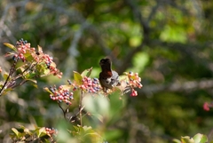 Viburnum cassinoides image