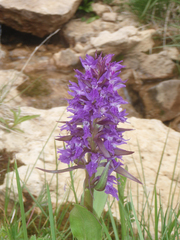 Dactylorhiza urvilleana
