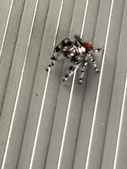 Phidippus adumbratus