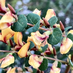 Bossiaea webbii