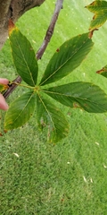Aesculus flava