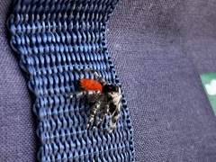 Phidippus adumbratus