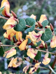 Bossiaea webbii