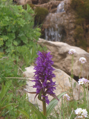 Dactylorhiza urvilleana