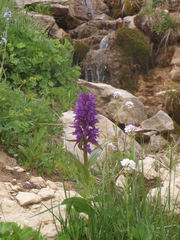 Dactylorhiza urvilleana
