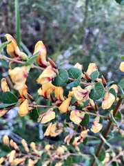 Bossiaea webbii