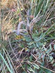 Tephrosia virginiana
