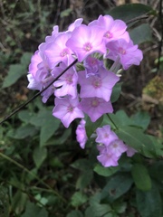 Phlox paniculata