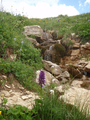 Dactylorhiza urvilleana