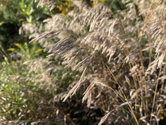 Bromus inermis