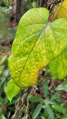 Gonolobus suberosus