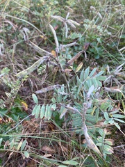 Tephrosia virginiana