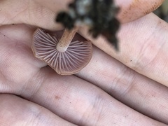 Laccaria bicolor