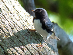Setophaga caerulescens