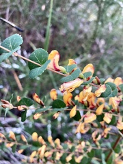 Bossiaea webbii
