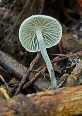 Tetrapyrgos nigripes