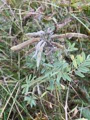 Tephrosia virginiana