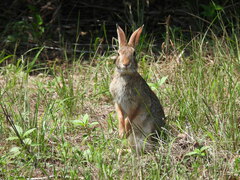 Sylvilagus aquaticus