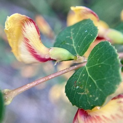 Bossiaea webbii