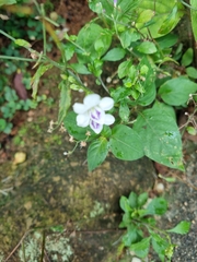 Asystasia intrusa