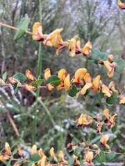Bossiaea webbii