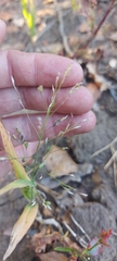Panicum miliaceum ruderale