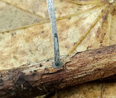 Tetrapyrgos nigripes