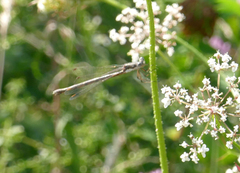 Lestes congener
