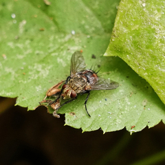 Tachinidae