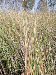 Eleocharis plana