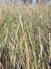 Eleocharis plana
