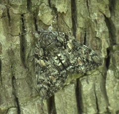 Catocala lacrymosa